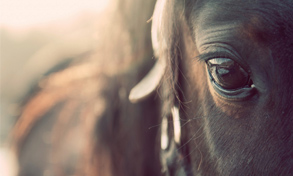 Stable supplies for horses