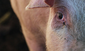 Barn products for pigs