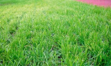 Sloped pavers with grass reinforcement